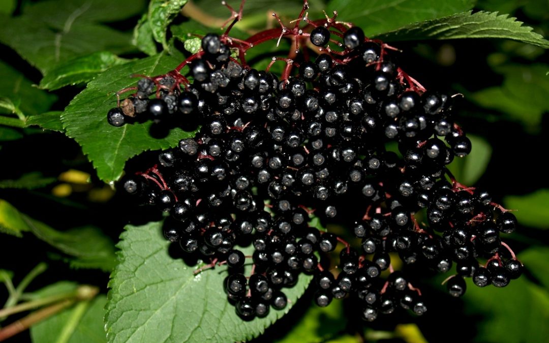 Elderberries for immune function